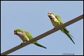 _2SB2219 monk parrots